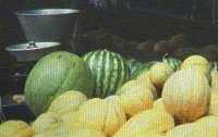 Les melons au got bulgare !!!