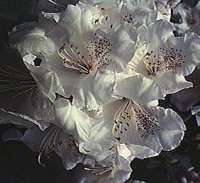 Fleurs de Rhododendrons