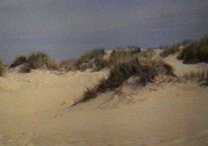 Dunes de sable du Marquenterre